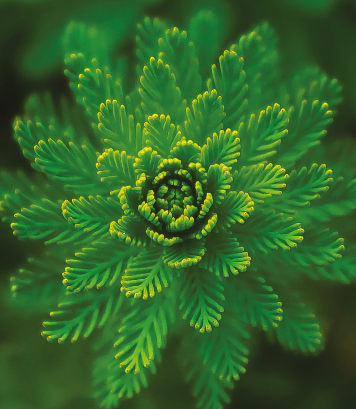 Croissance naturelle et systémique - Partaliane